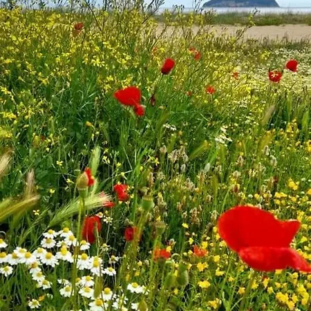 Basileia's * Palaiontsiflikion